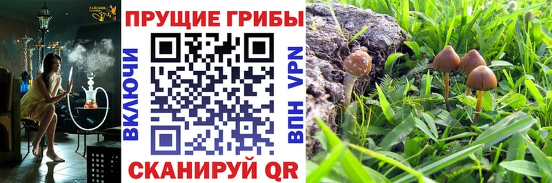 Галлюциногенные грибы Cubensis Коряжма